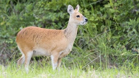 Jelonkowiec błotny ma kły, ale nie jest mięsożerny