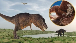Polacy ogłaszają: To zupełnie nowy, nieznany ssak z epoki dinozaurów