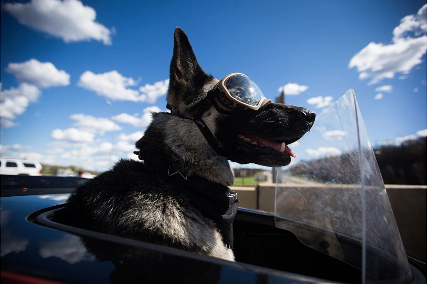 Zgodnie z obowiązującymi przepisami można przewozić motocyklem psa lub kota. Trzeba pamiętać o ważnej zasadzie zapisanej w Ustawie o ochronie zwierząt. Owczarek niemiecki w motocyklowych okularach, siedzący w bocznej przyczepie motocyklu. Pies wygląda na zrelaksowanego i patrzy w stronę jasnego, bezchmurnego nieba.