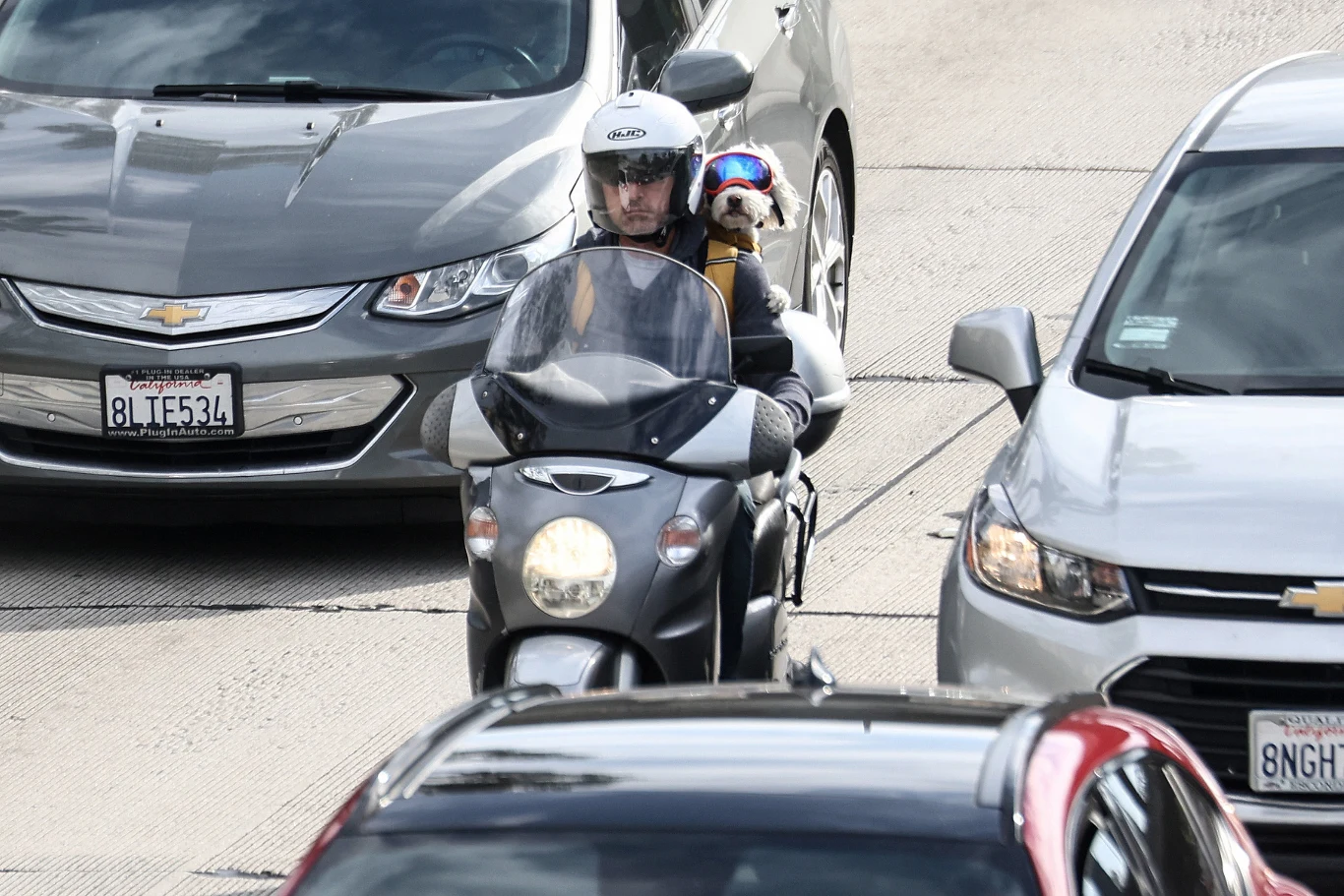 Najważniejsze jest bezpieczeństwo i komfort psa podczas jazdy. Motocyklista w kasku z psem w specjalnych okularach jadący na motocyklu pomiędzy samochodami na ruchliwej ulicy.