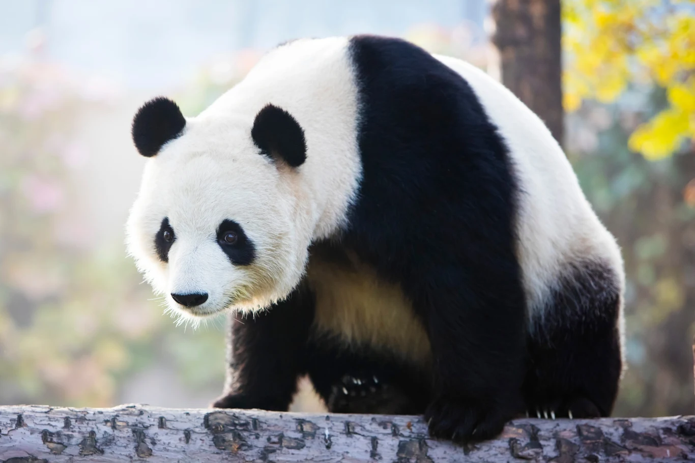 Panda wielka