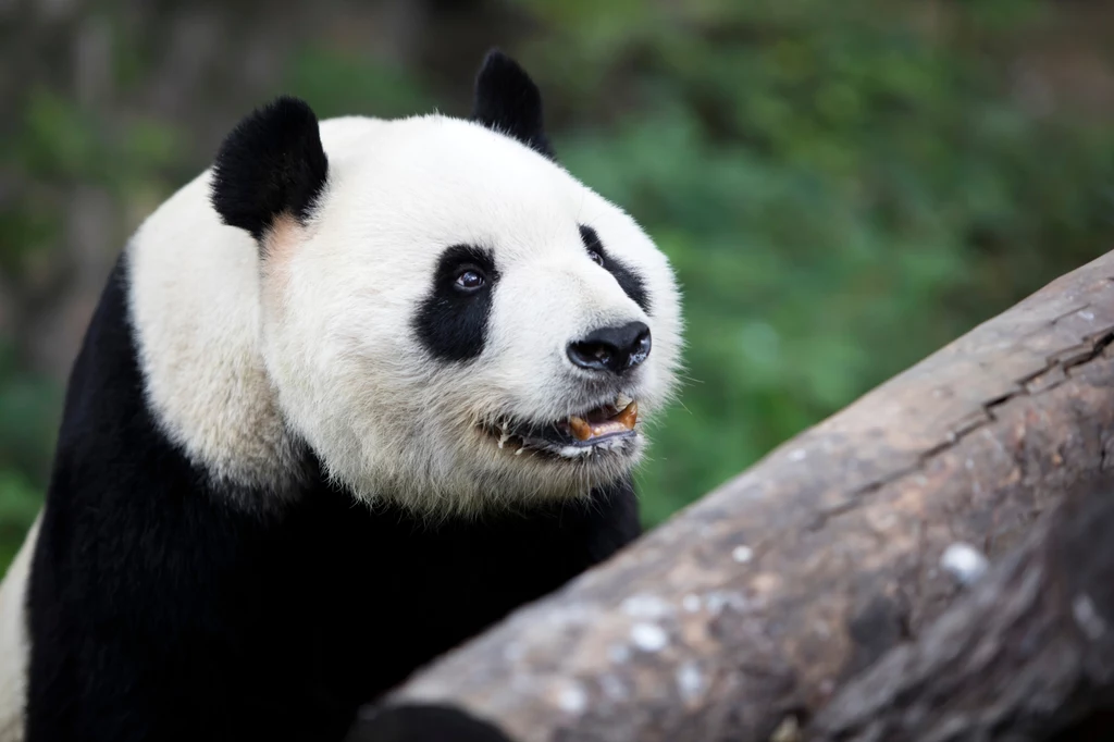 Panda wielka Panda wielka