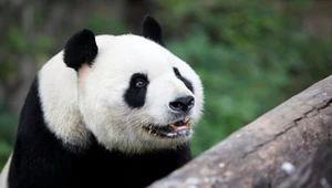 Panda i jej koledzy. Kto jeszcze mieszka w Chinach? Sprawdź [QUIZ]