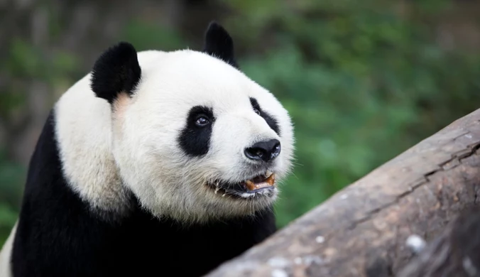Panda wielka