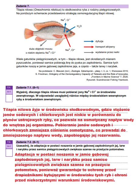 Matura 2025. Biologia, poziom rozszerzony. Arkusz CKE - strona 12