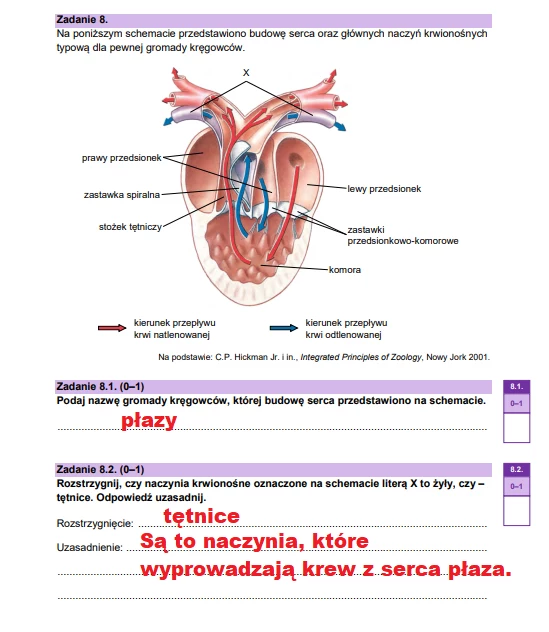 Matura 2025. Biologia, poziom rozszerzony. Arkusz CKE - strona 13