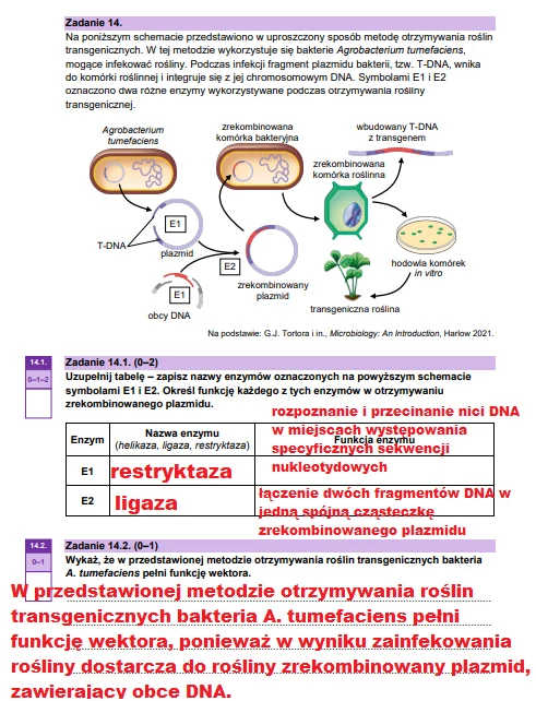 Matura 2025. Biologia, poziom rozszerzony. Arkusz CKE - strona 22