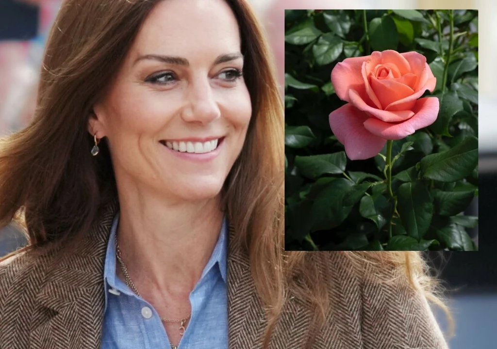 "Catherine's rose" - róża dla księżnej Kate "Catherine's rose" - róża dla księżnej Kate