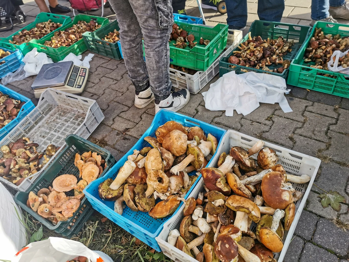 Przed sprzedażą grzybów trzeba zgłosić się z nimi do sanepidu. Zdjęcie ilustracyjne Przed sprzedażą grzybów trzeba zgłosić się z nimi do sanepidu. Zdjęcie ilustracyjne