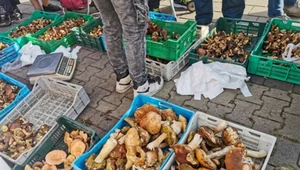 Kolejny wysyp grzybów. Tyle trzeba zapłacić za ulubione gatunki Polaków
