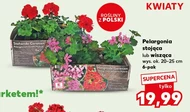 Pelargonia Hybrid