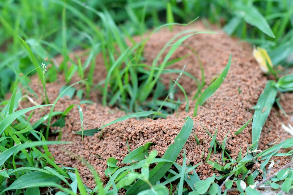 Istnieją proste sposoby na pozbycie się mrówek Istnieją proste sposoby na pozbycie się mrówek