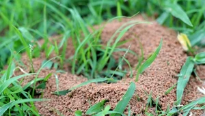 Rozsyp wokół gniazda. Żadna mrówka nie pojawi się już w twoim ogrodzie 