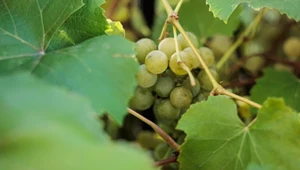 Przydomowa winnica. Czy to trudne mieć swoją?
