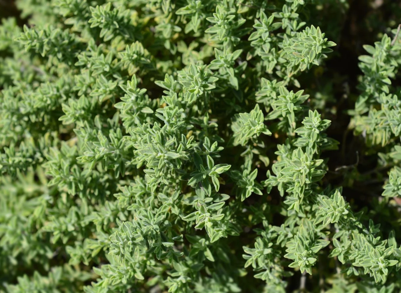 Ta przyprawa powinien być dodawana do ciężkich, tłustych potraw, bo poprawia trawienie. Ta przyprawa powinien być dodawana do ciężkich, tłustych potraw, bo poprawia trawienie.