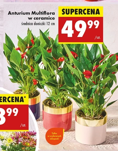 Антуріум Multiflora