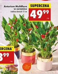 Антуріум Multiflora