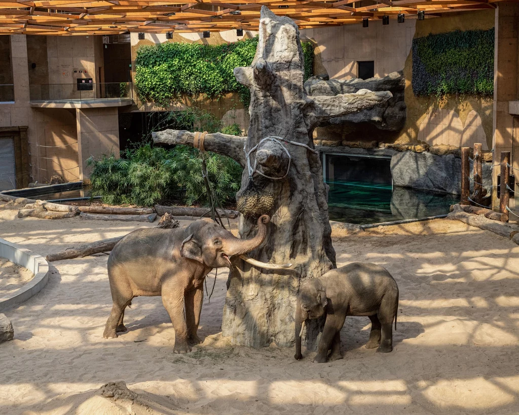 Orientarium w Łodzi to miejsce, które przeniesie cię w świat azjatyckiej fauny i flory, oferując rozrywkę oraz cenną lekcję przyrody / ORIENTARIUM ZOO ŁÓDŹ, fot. Paweł Łacheta Orientarium w Łodzi to miejsce, które przeniesie cię w świat azjatyckiej fauny i flory, oferując rozrywkę oraz cenną lekcję przyrody / ORIENTARIUM ZOO ŁÓDŹ, fot. Paweł Łacheta