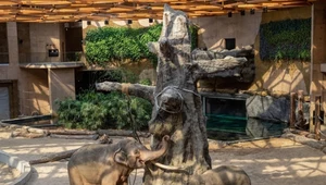 Słonie, rekiny, krokodyle – Orientalia ZOO Łódź zaprasza w świat dzikiej przygody!