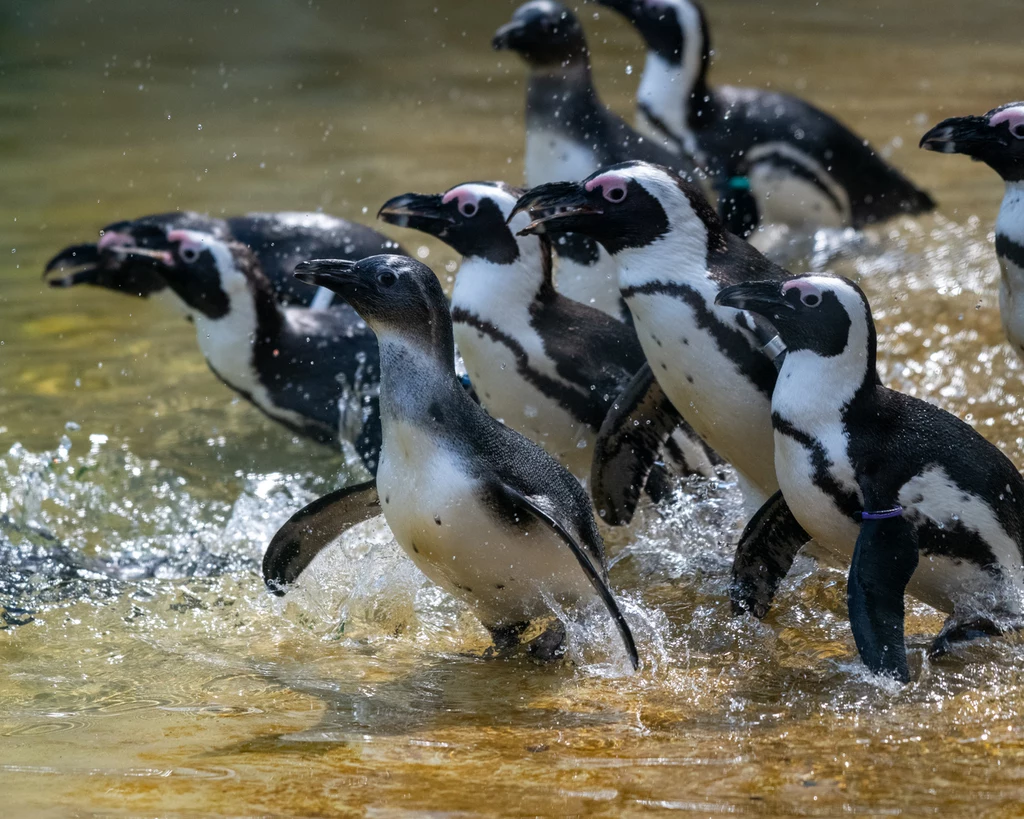Orientarium ZOO Łódź to przestrzeń, gdzie można zbliżyć się do egzotycznych zwierząt i zrozumieć ich potrzeby / ORIENTARIUM ZOO ŁÓDŹ, fot. Paweł Łacheta Grupa pingwinów przebiega przez płytką wodę, tworząc rozpryski. Ptaki mają czarno-białe upierzenie oraz charakterystyczną różową skórę wokół oczu. Ich dynamiczny ruch wskazuje na radosną i pełną energii aktywność.