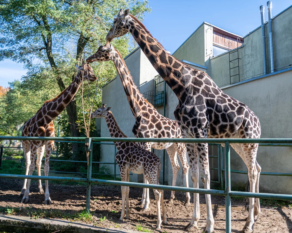 Orientarium ZOO Łódź to miejsce, gdzie egzotyka spotyka się z edukacją / ORIENTARIUM ZOO ŁÓDŹ, fot. Paweł Łacheta Cztery żyrafy stoją na wybiegu w zoo, otoczone metalowym ogrodzeniem. Żyrafy mają brązowe umaszczenie z charakterystycznym wzorem białych plam. W tle widoczna jest budowla oraz drzewa, które dodają naturalnego klimatu scenerii.