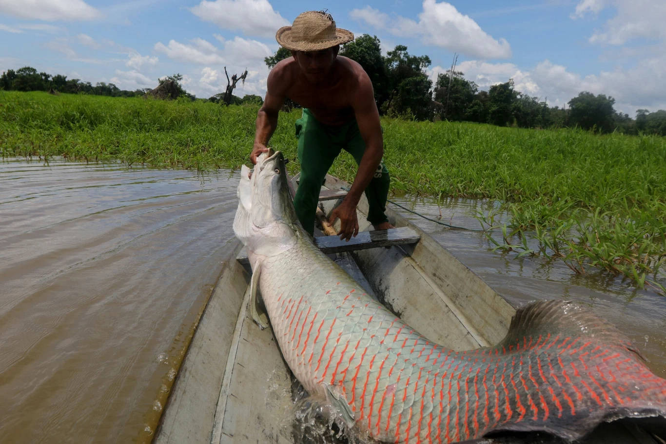 Arapaima jest odławiana, ale i tak jej liczebność rośnie Mężczyzna w kapeluszu stoi na małej łodzi na rzece, trzymając dużą rybę o kolorowych łuskach. W tle widoczna jest bujna roślinność i niebo z białymi chmurami.