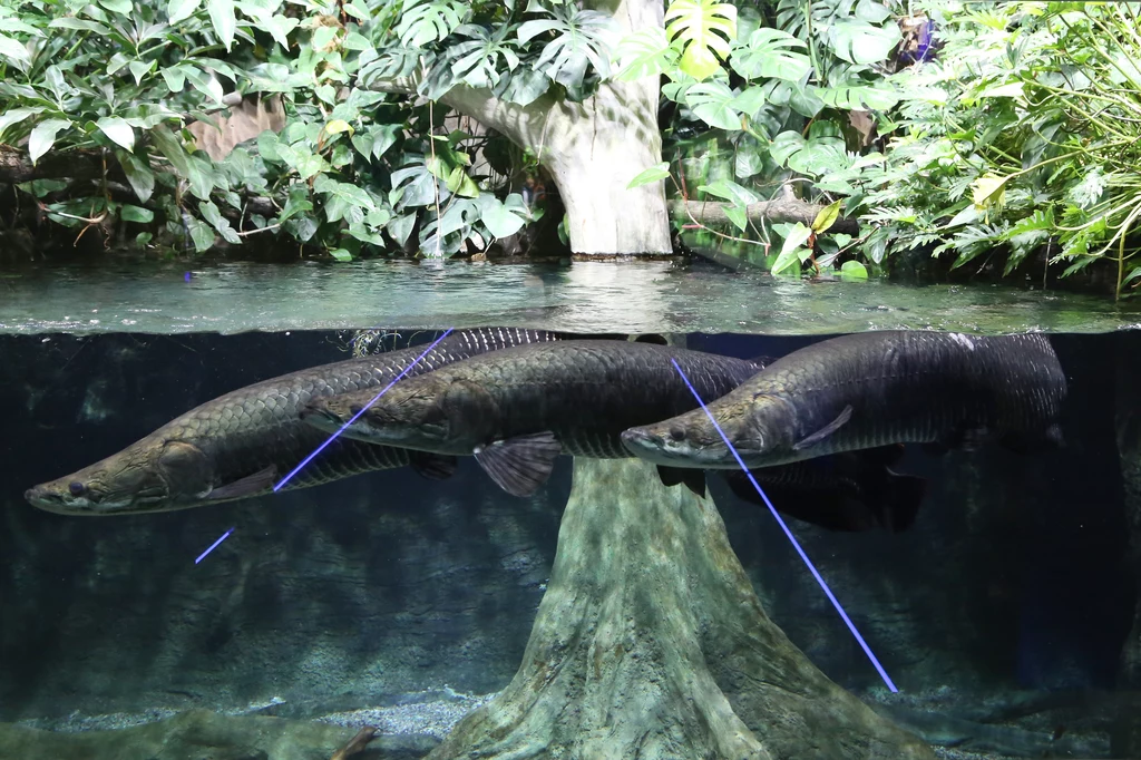 Arapaima to ryba lasu zalewowego Amazonii Arapaima to ryba lasu zalewowego Amazonii