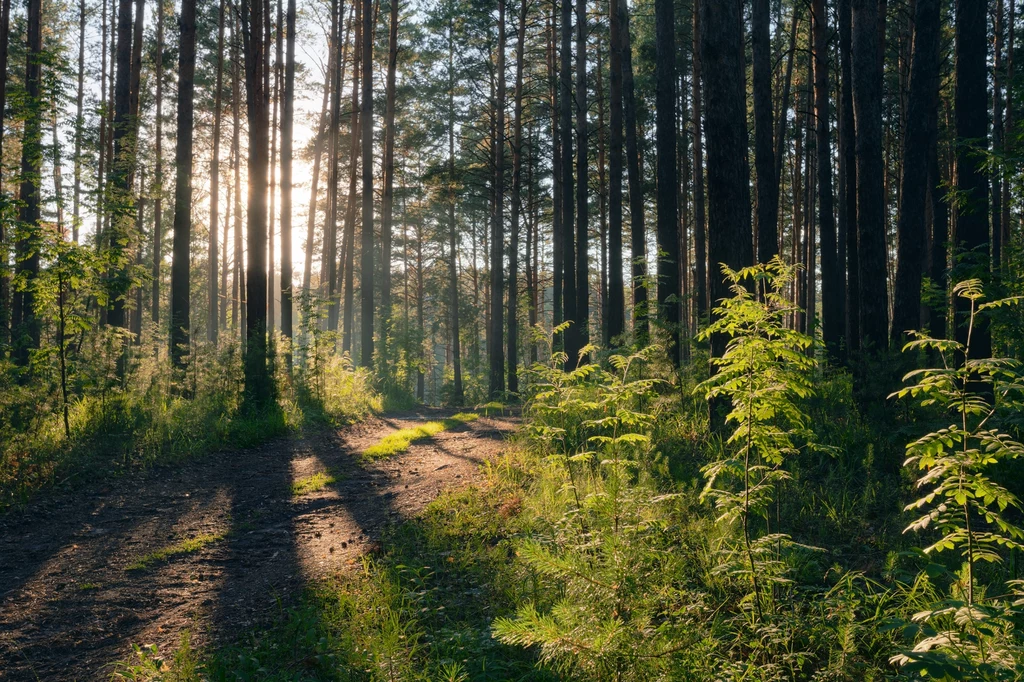 Czy węże w polskich lasach są niebezpieczne dla człowieka? Las w porannych promieniach słońca, z wysokimi drzewami sosnowymi i zielonym podszyciem. Słońce rzuca długie cienie na ścieżkę prowadzącą w głąb lasu. Atmosfera jest spokojna i harmonijna, z dominacją zieleni i naturalnych kolorów.