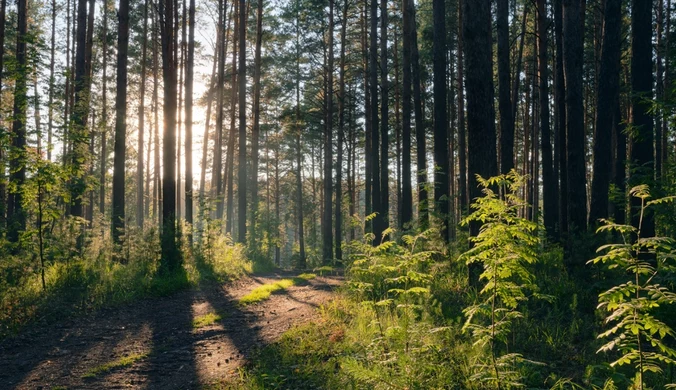 Linia ciągła i litera "N" na drzewie? Leśnicy wyjaśniają co oznaczają