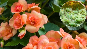 Regularnie pryskaj róże i begonie. Mszyce spadną z nich szybciej, niż krople deszczu