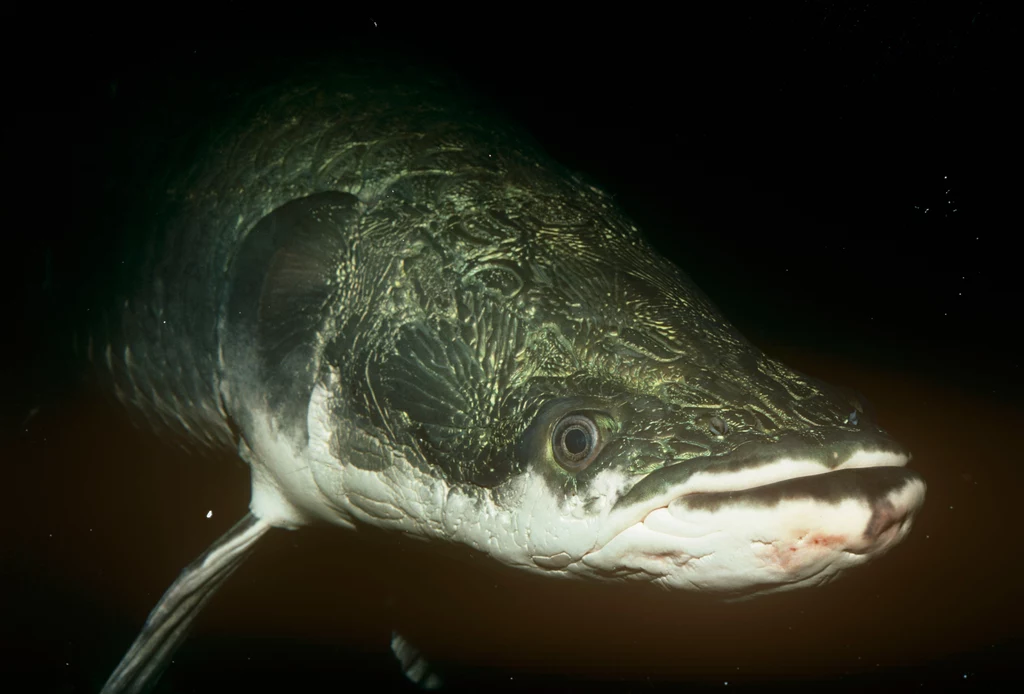 Arapaima to jedna z największych ryb słodkowodnych Zbliżenie na dużą rybę pływającą w ciemnej wodzie, widoczna szczegółowo głowa i łuski ryby.