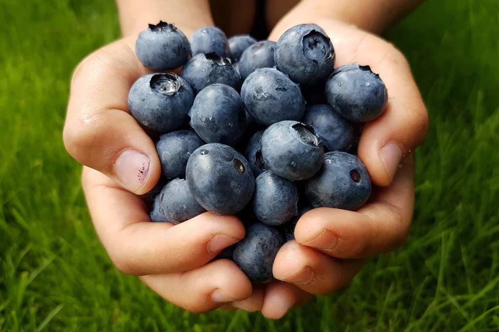 Borówki to prawdziwy superfood - wspomogą zdrowie oczu, mózgu i serca Dłonie trzymające świeże jagody na tle zielonej trawy.