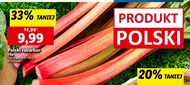 Rabarbar Polski