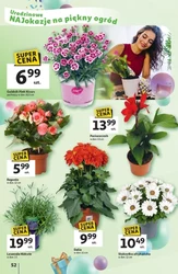 Gratisy w Auchan Hipermarket! 