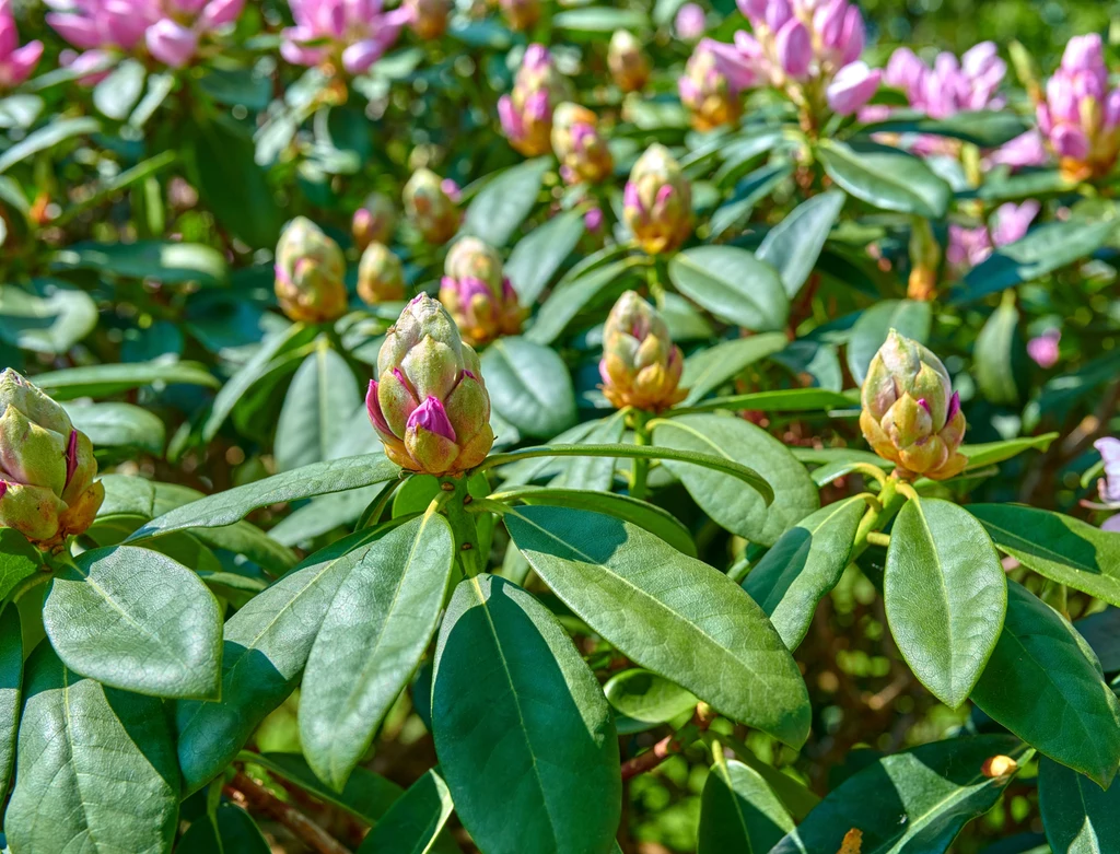 Rododendron może nie zakwitać z wielu powodów. Na co należy zwrócić uwagę? Rododendron może nie zakwitać z wielu powodów. Na co należy zwrócić uwagę?