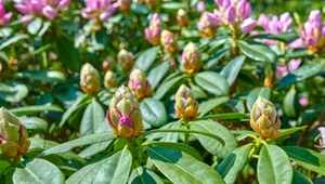 Rododendron ma pąki, ale nie kwitnie. Jak go pobudzić?