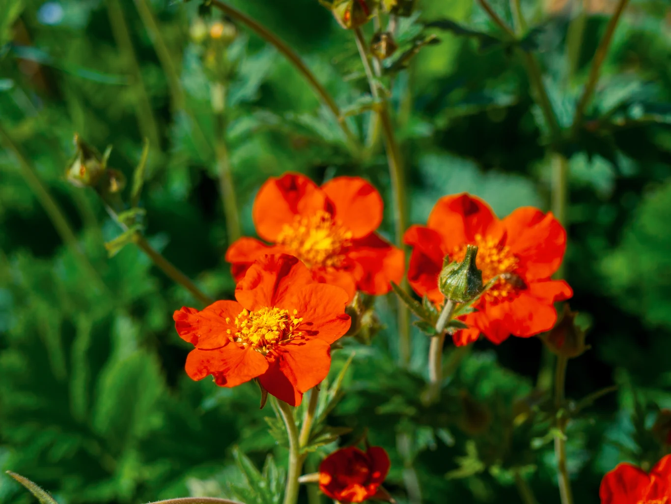 Kuklik pomarańczowy to piękny kwiat, który może zostać posadzony w półcieniu. 