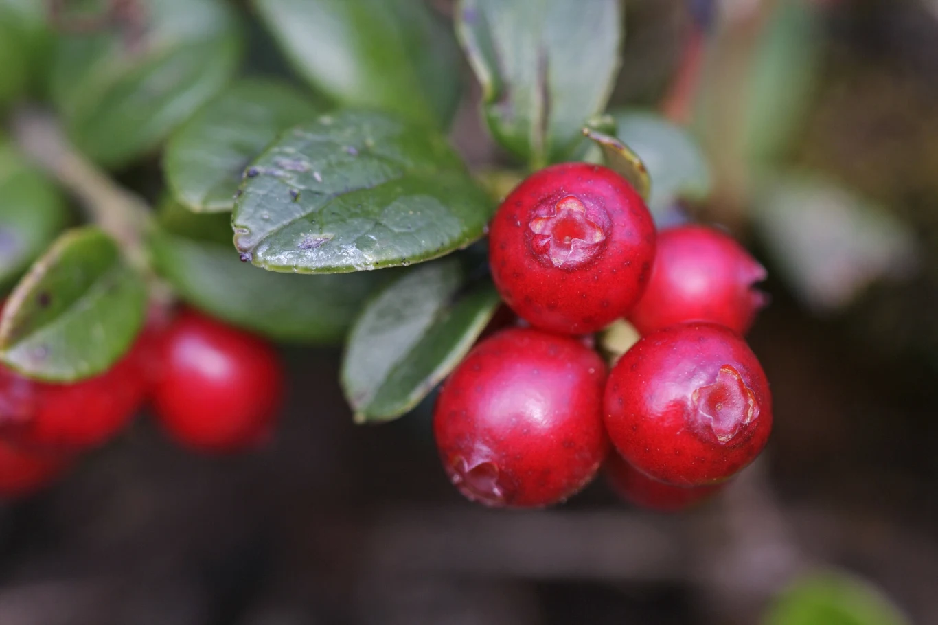 Brusznica rośnie dość powszechnie w Polsce, wygląda nieco podobnie do żurawiny Gałązka z jasnoczerwonymi jagodami otoczonymi zielonymi, błyszczącymi liśćmi, przedstawia bujną i soczystą roślinność leśną.