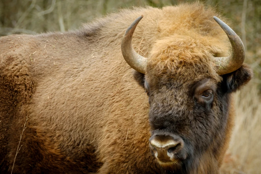Żubr w lesie, z bliska ukazujący jego masywną sylwetkę, kręcone futro oraz imponujące rogi.