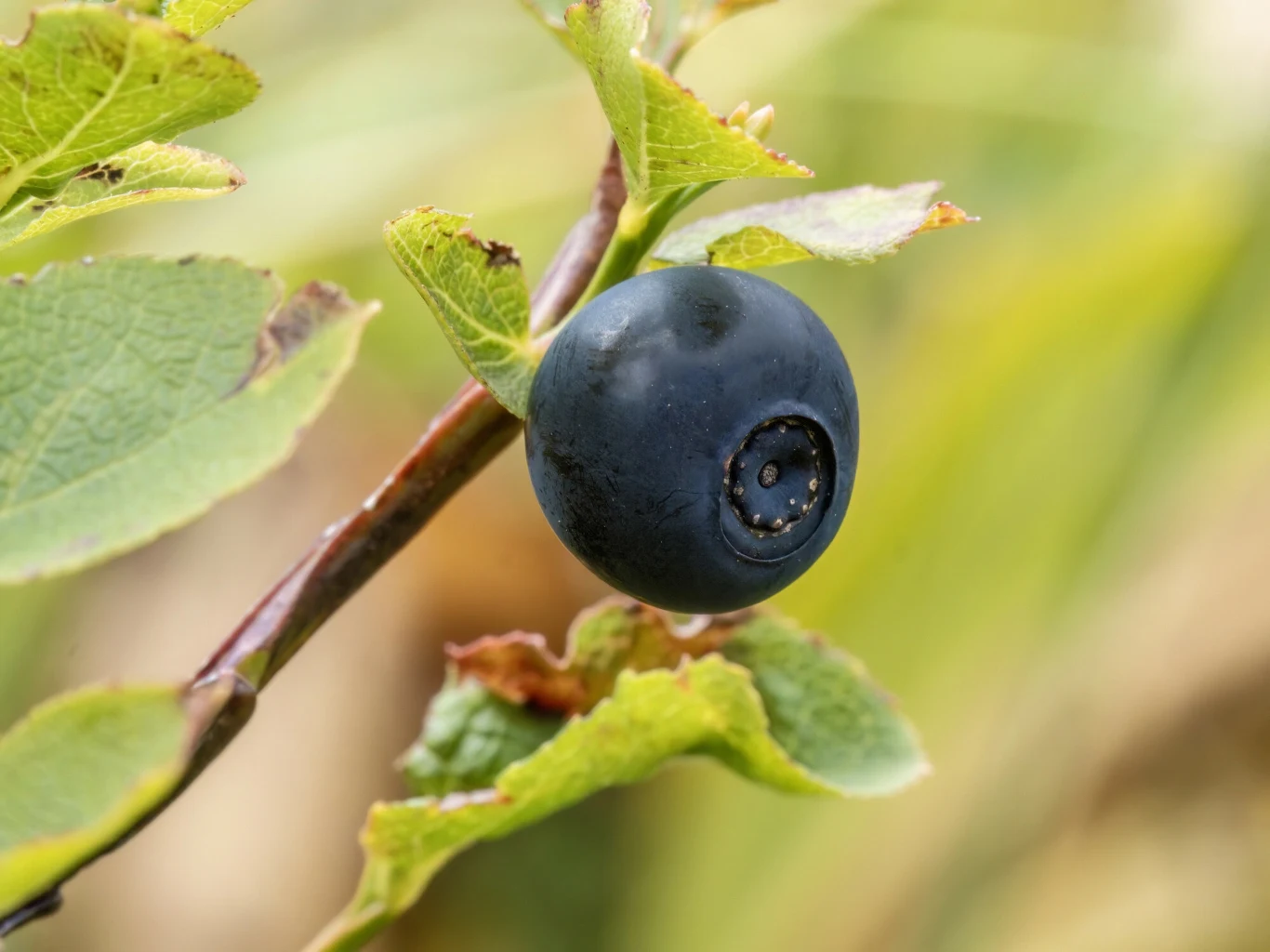Pospolita w Polsce borówka czarna jest zdrowsza niż amerykańska Jagoda na gałązce z kilkoma zielonymi liśćmi, w tle rozmyte naturalne tło.