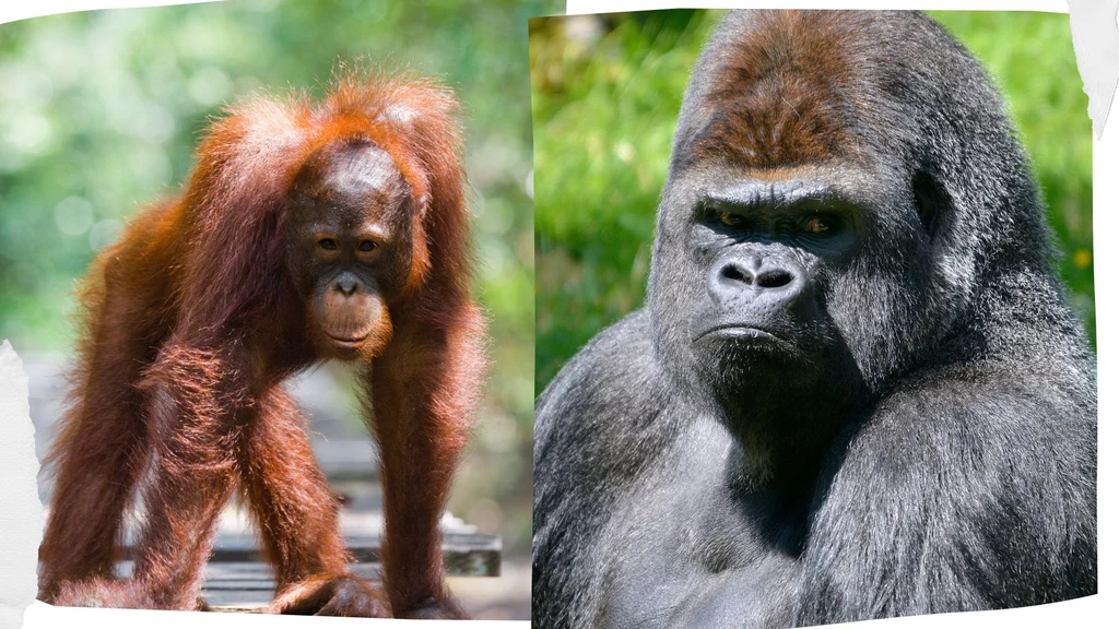 Orangutany i goryle z zachodniej Afryki to dzisiaj niezwykle zagrożone małpy Orangutany i goryle z zachodniej Afryki to dzisiaj niezwykle zagrożone małpy