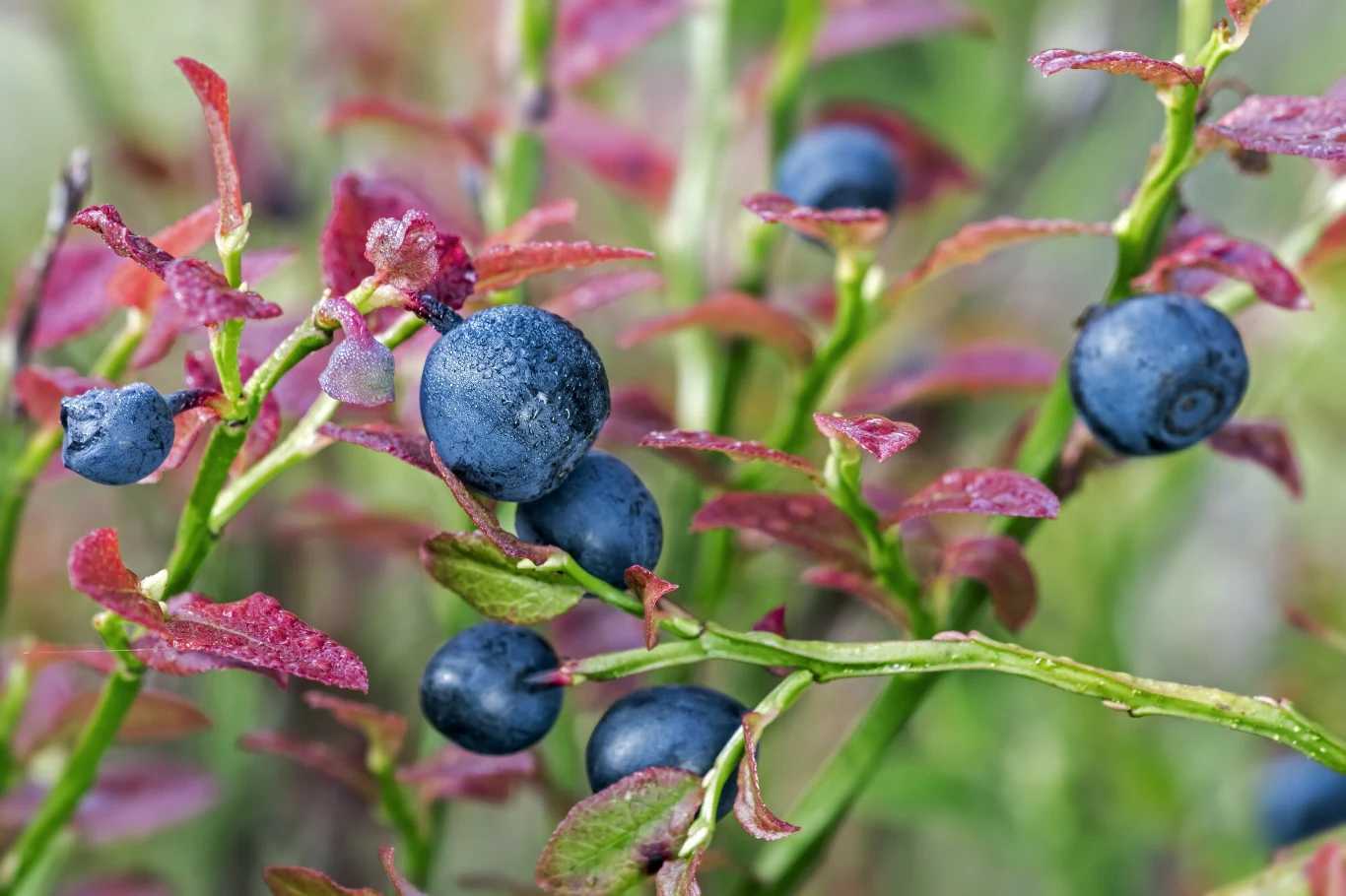 Jagody leśne to popularne określenie na owoce borówki czarnej Dojrzałe jagody borówki otoczone są liśćmi o różowo-zielonym odcieniu, umieszczone na cienkich gałązkach w naturalnym leśnym środowisku.