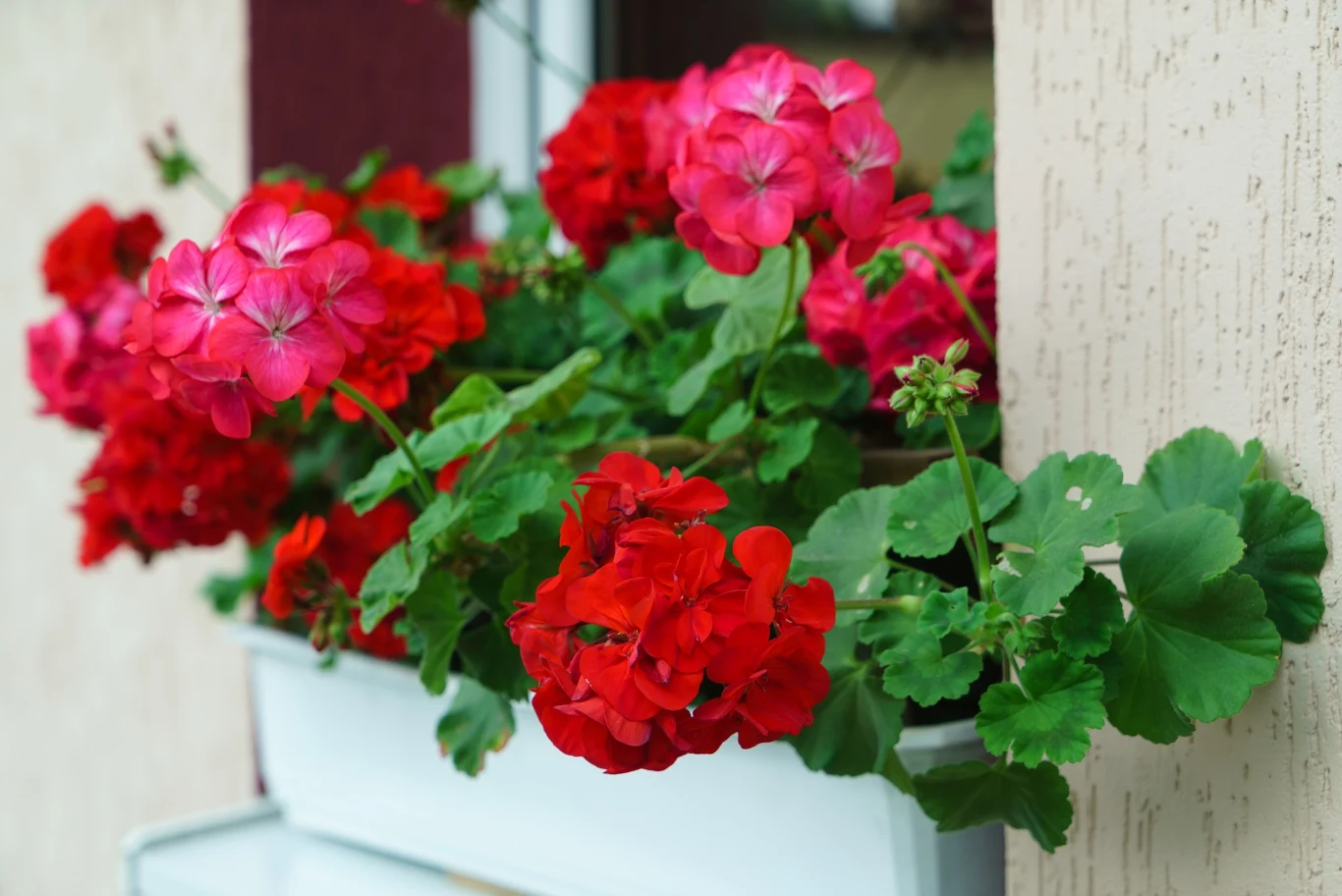 Kolorowe geranium w doniczce na parapecie zewnętrznym budynku. Kwiaty w czerwonych i różowych odcieniach kontrastują z zielonymi liśćmi. Ściana budynku ma beżowe wykończenie.