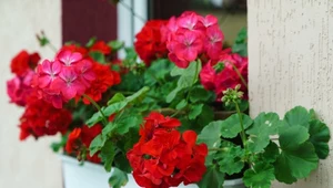 Po tym naturalnym nawozie twoje pelargonie będą uginać się od kwiatów