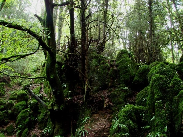 Starodrzew na terenie Puzzlewood Starodrzew na terenie Puzzlewood