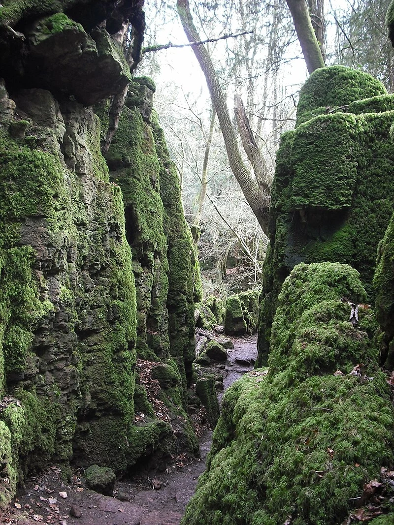 Formacje skalne w Puzzlewood Zielone, porośnięte mchem skały tworzą wąski wąwóz otoczony drzewami. Słońce delikatnie oświetla krajobraz, podkreślając naturalną urodę miejsca.