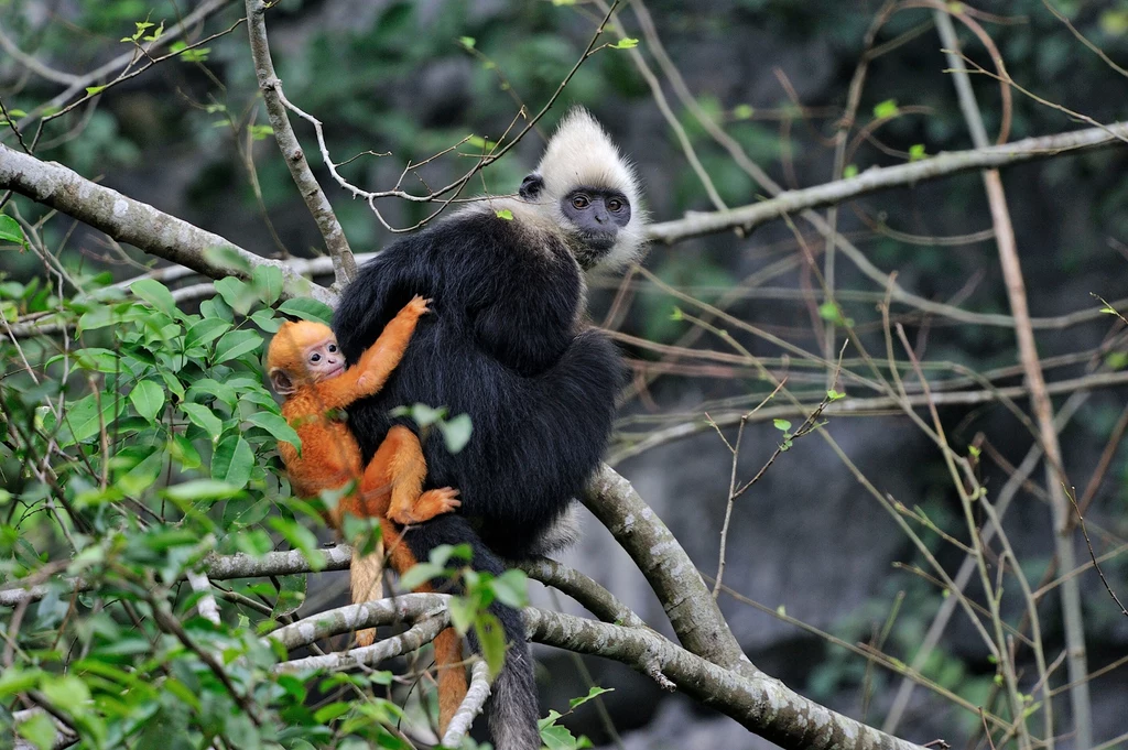 Lutung jasnogłowy z Cat Ba w Wietnamie jest skrajnie zagrożony Lutung jasnogłowy z Cat Ba w Wietnamie jest skrajnie zagrożony