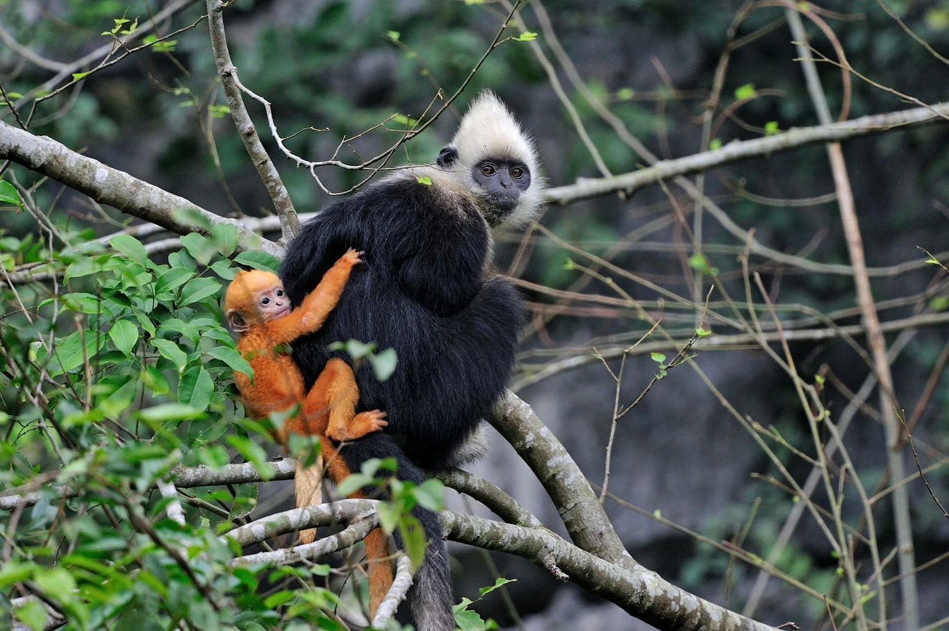 Lutung jasnogłowy z Cat Ba w Wietnamie jest skrajnie zagrożony