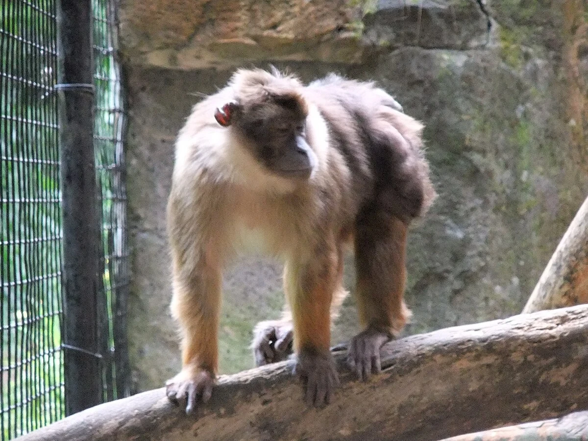 Makak stojący na gałęzi w zoo. Tło tworzą skały i metalowa siatka. Zwierzę ma ciemne futro i charakterystyczne, jasne akcenty na klatce piersiowej.