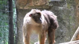 Przemycali używki warte krocie. Nagle w workach coś się poruszyło